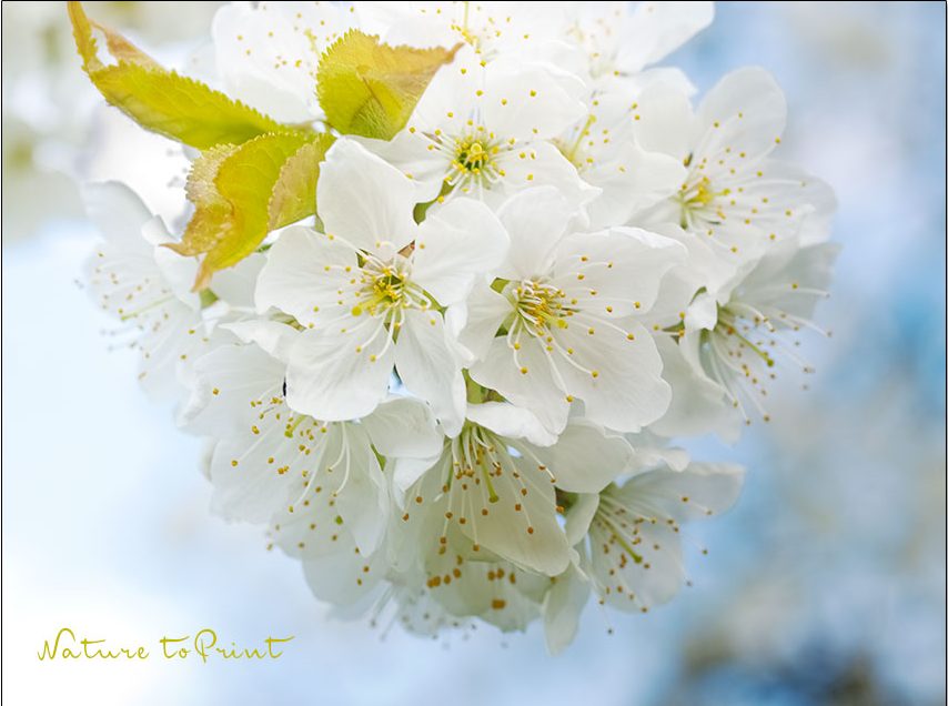 Barbarazweige für Fortgeschrittene.