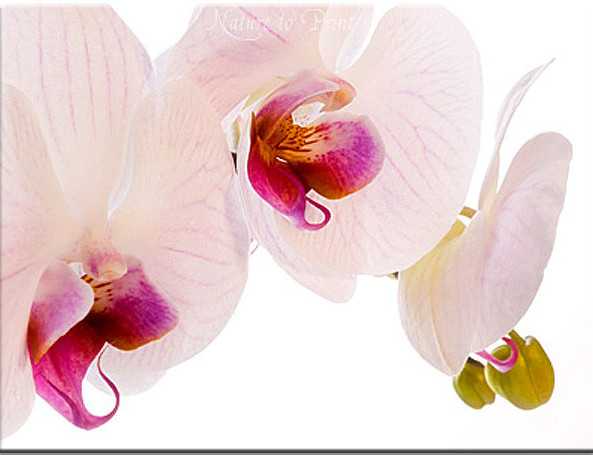 Phalaenopsis-Orchideen umtopfen und pflegen.