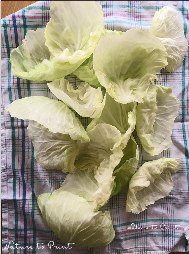 Blanchierte Kohlblätter für Allgäuer Krautwickel