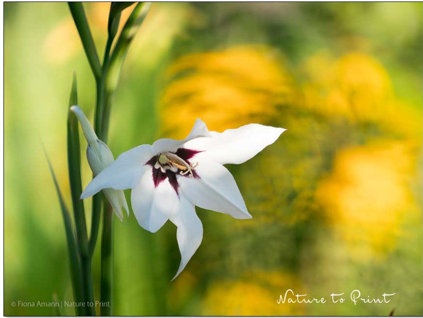 Abessinische Sterngladiolen im Spätsommergarten von Nature to Print