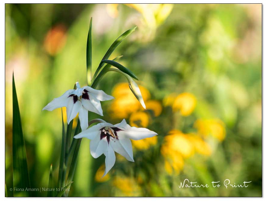 Abessinische Gladiole | Sterngladiole vor leuchtend gelben Rudbeckien im Hintergrund