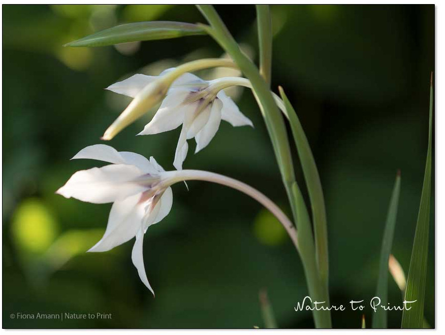 Blüten der Sterngladiole bei Sonnenaufgang.