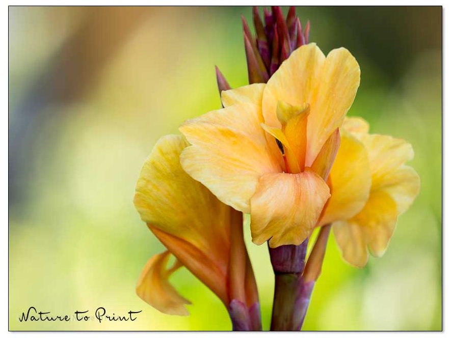 Canna, Indisches Blumenrohr oder Canna indica, bringt die Tropen in Garten, Balkon und Terrasse