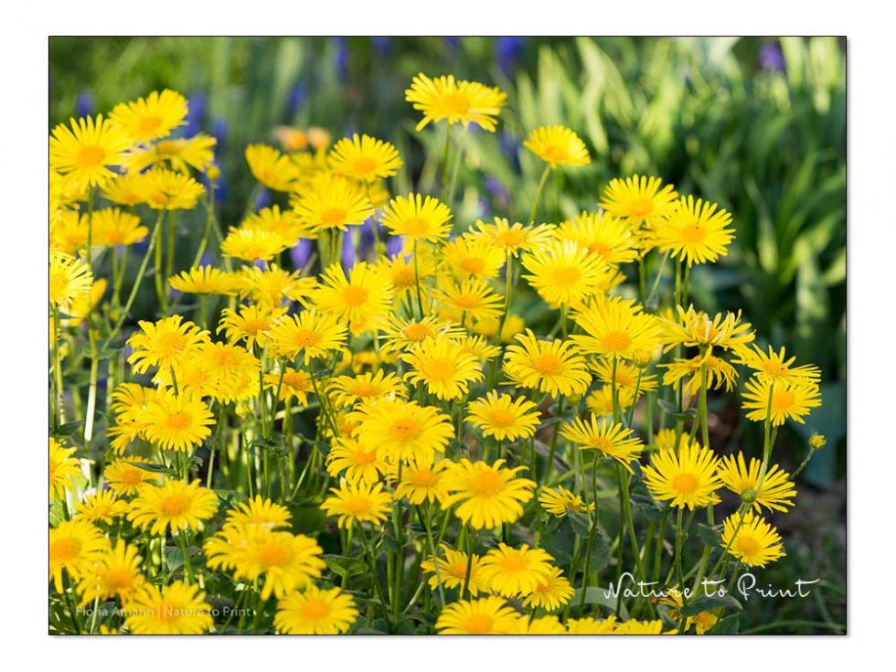 Gärtnern im April. 14 Gartentipps für den Blumengarten.