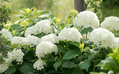 Hortensie Annabelle schneiden, düngen und unsichtbar stützen. Wann und wie?