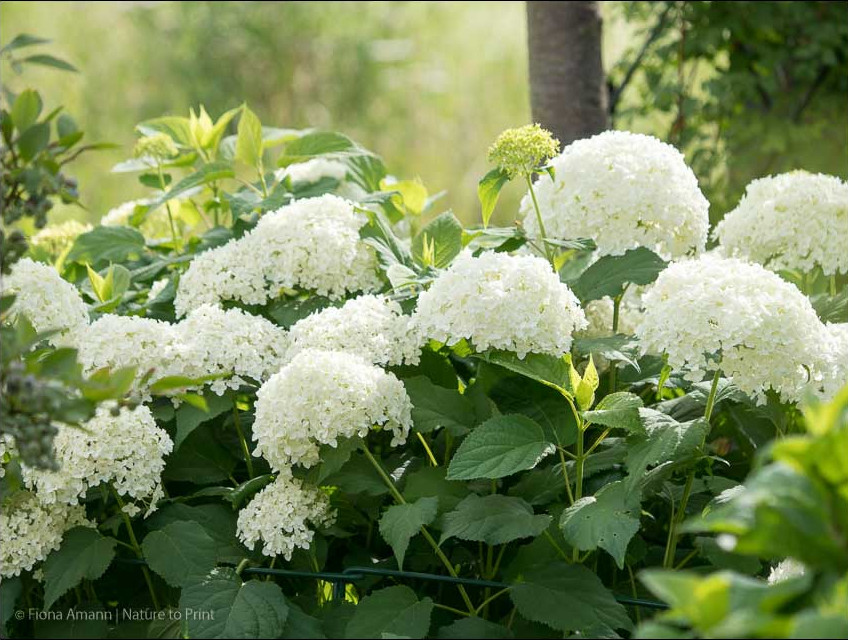 Hortensie Annabelle schneiden und unsichtbar stützen. Wann und wie