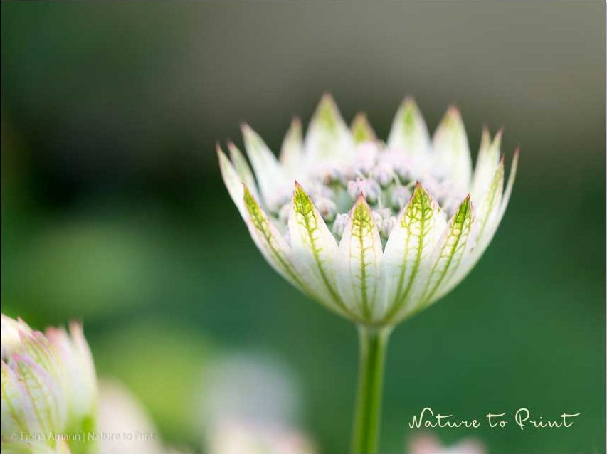 Sterndolden säen sich oft und gerne ungestüm aus, sofern ihnen der Standort gefällt.