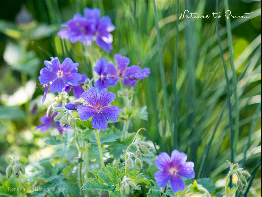 Großer Prachtstorchschnabel Gärtnern im April. 13 Gartentipps für den Blumengarten. Großer Prachtstorchschnabel