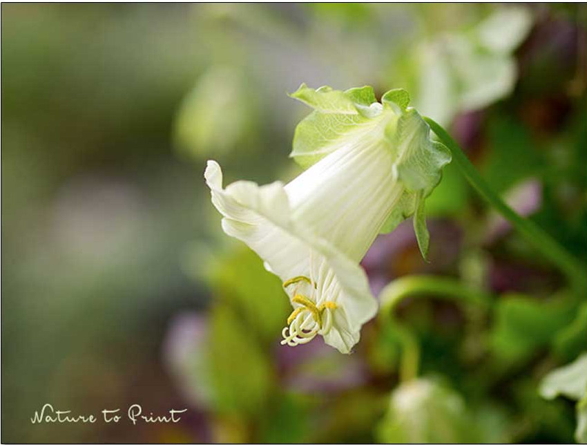 Die Glockenrebe. Schnelle Sichtschutz für Kübel und Beet.