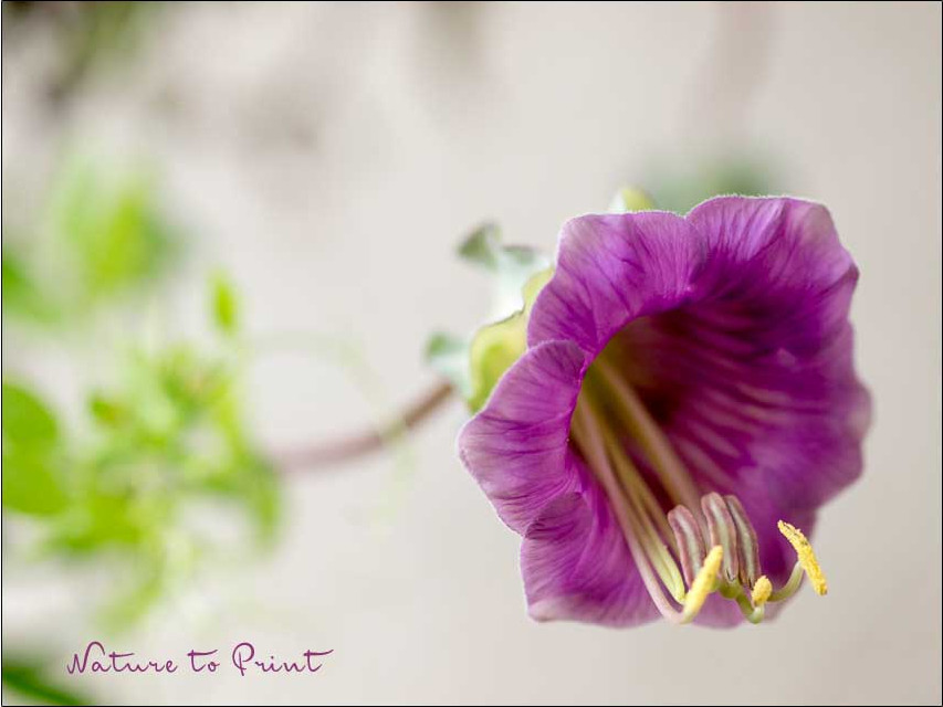 Die Glockenrebe. Schnelle Sichtschutz für Kübel und Beet.