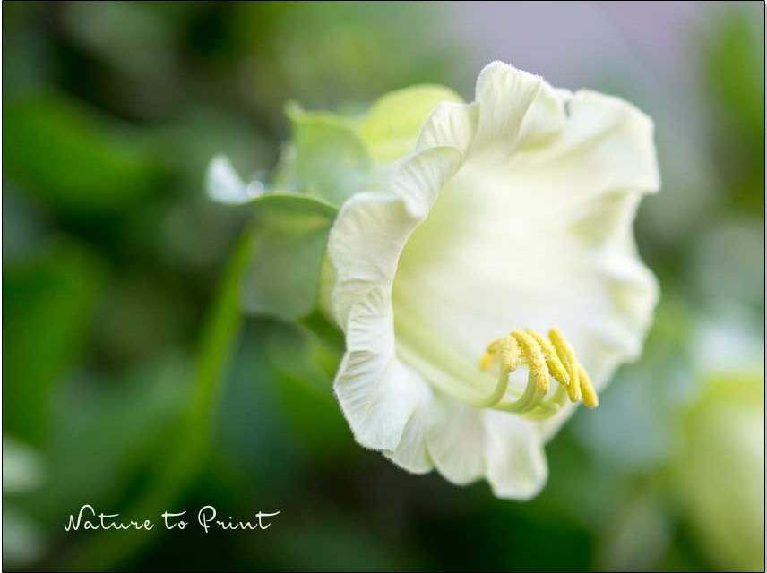 Glockenreben / Glockenwinden blühen in Weiß, Rosa, Lila und Violett
