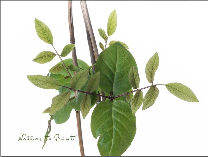 Glockenwinden bilden schon 5 Wochen nach der Aussaat kräftige Triebe und danach spiralförmige Ranken, mit denen sie sich festhalten.