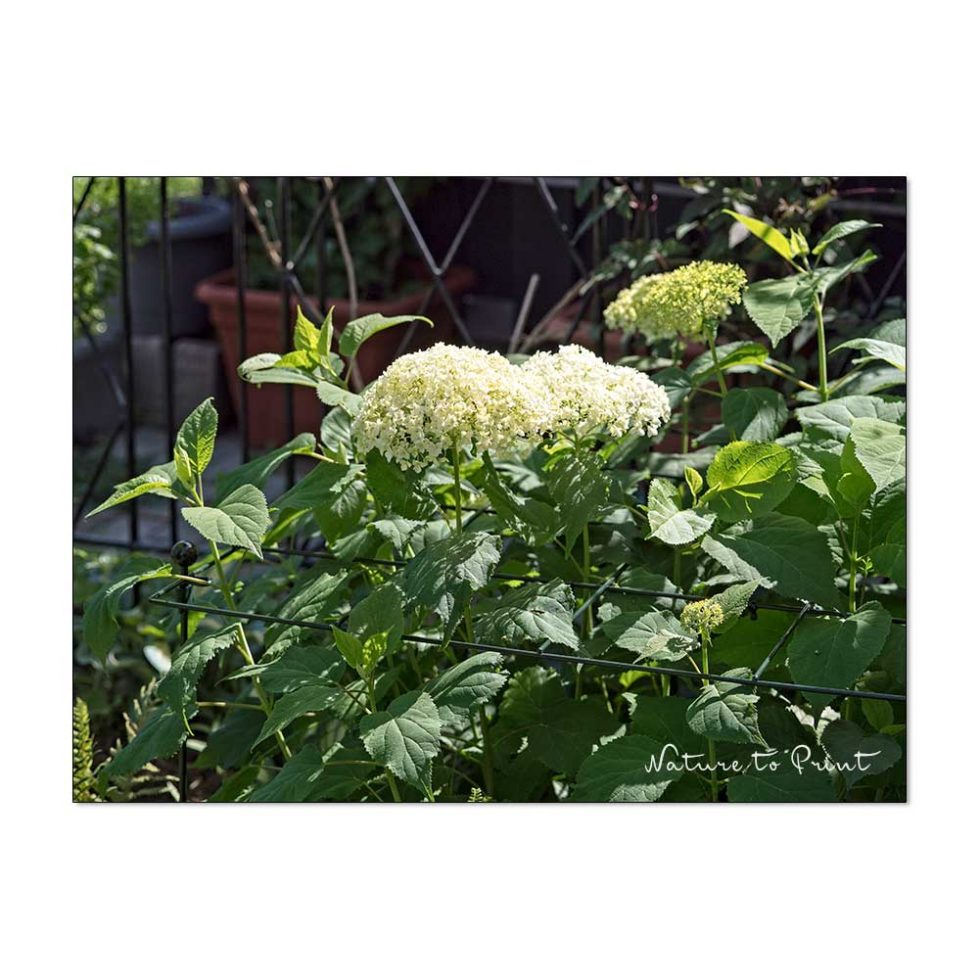Gitter Fr Hortensie Annabelle
