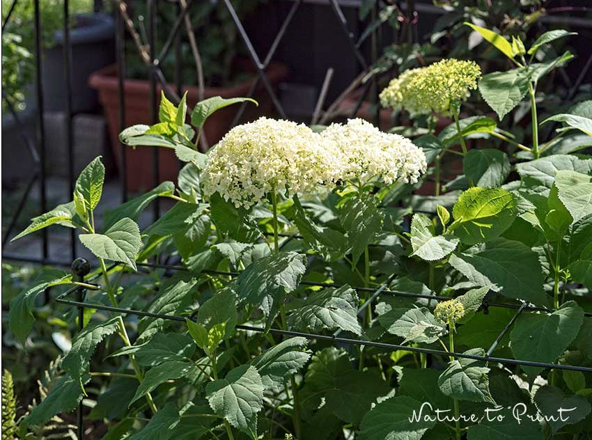 Eine frisch geteilte und versetzte Hortensie Annabelle im Gitter von Peacock Eine frisch geteilte und versetzte Hortensie Annabelle im Gitter von Peacock
