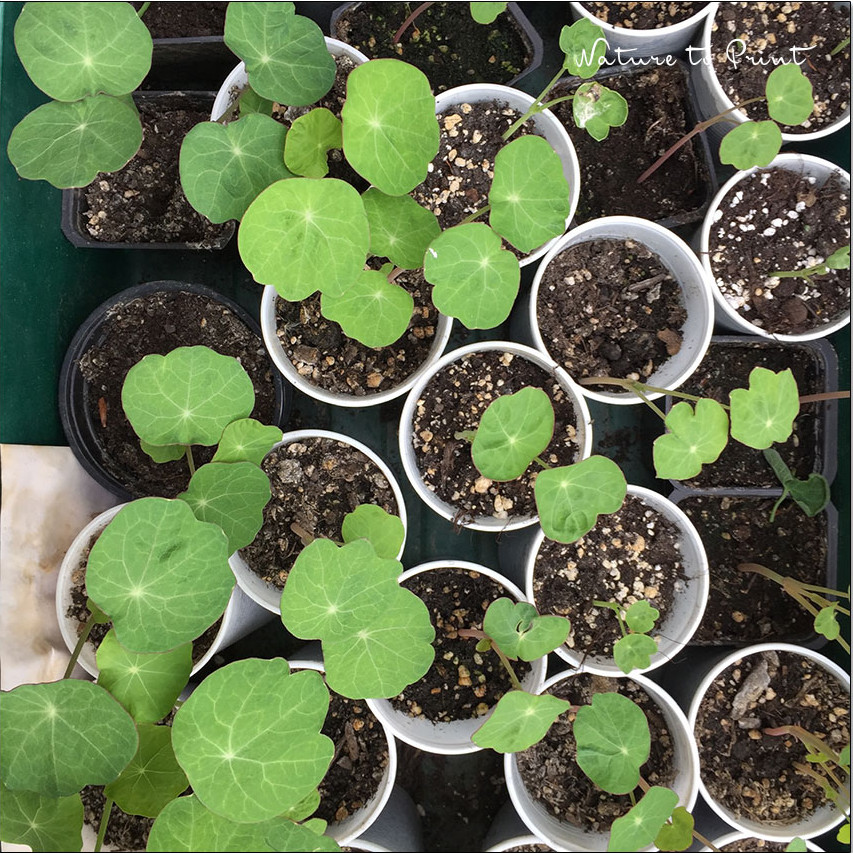 Kapuzinerkresse keimt schnell und zuverlässig im April, solange es für sie noch nicht zu heiß ist.