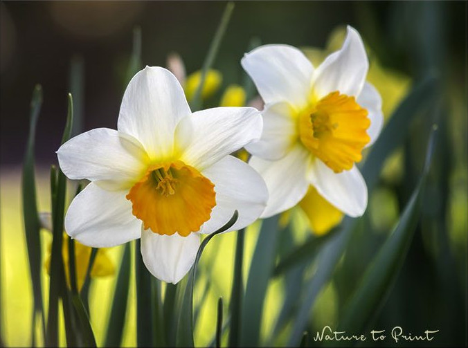 Wenn Sie blühfaule Narzissen teilen, dann blühen sie wieder im nächsten Jahr