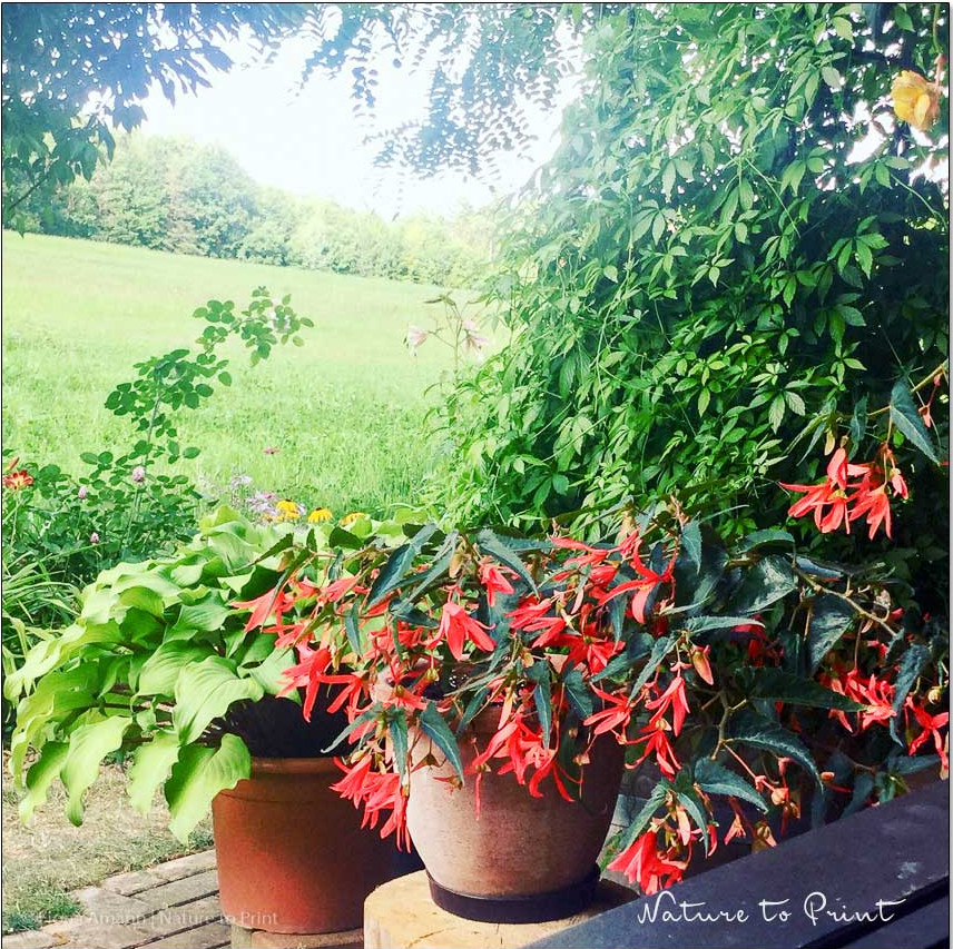 Rote Bauernbegonie, Begonia bertinii blüht unermüdlich bis in den späten Herbst auf meiner überdachten, schattigen Terrasse Rote Bauernbegonie, Begonia bertinii blüht unermüdlich bis in den späten Herbst auf meiner überdachten, schattigen Terrasse