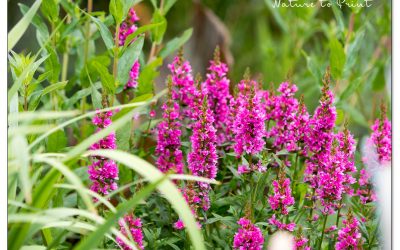 Blutweiderich. Wilde Prachtstaude und Schmetterlingsmagnet