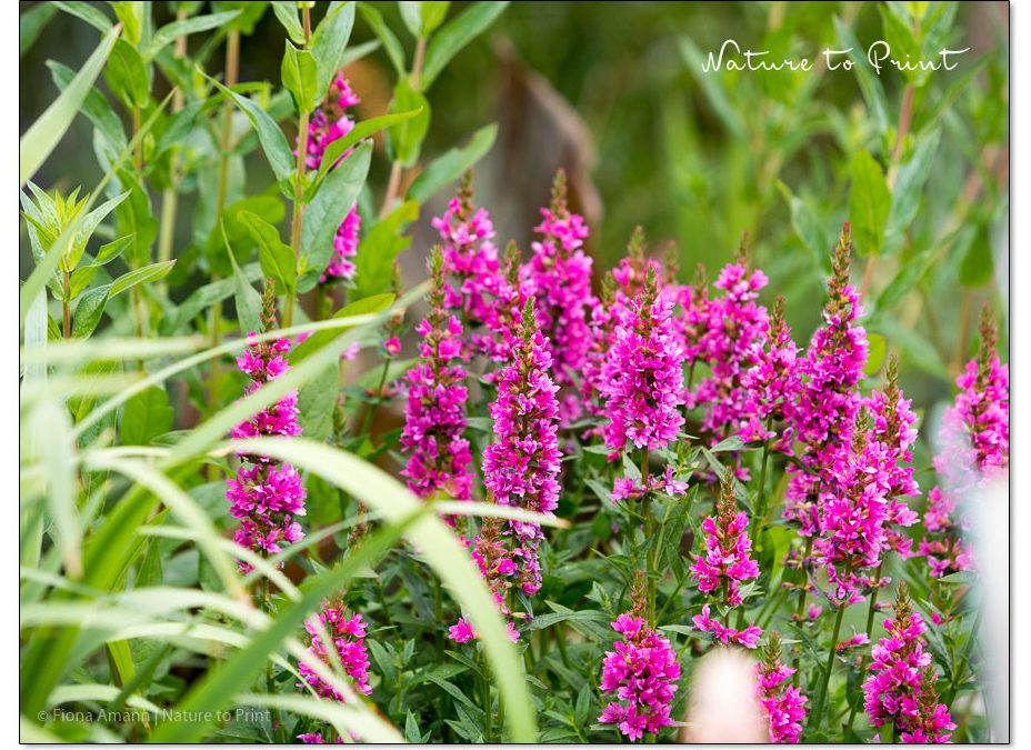Blutweiderich. Wilde Prachtstaude und Schmetterlingsmagnet