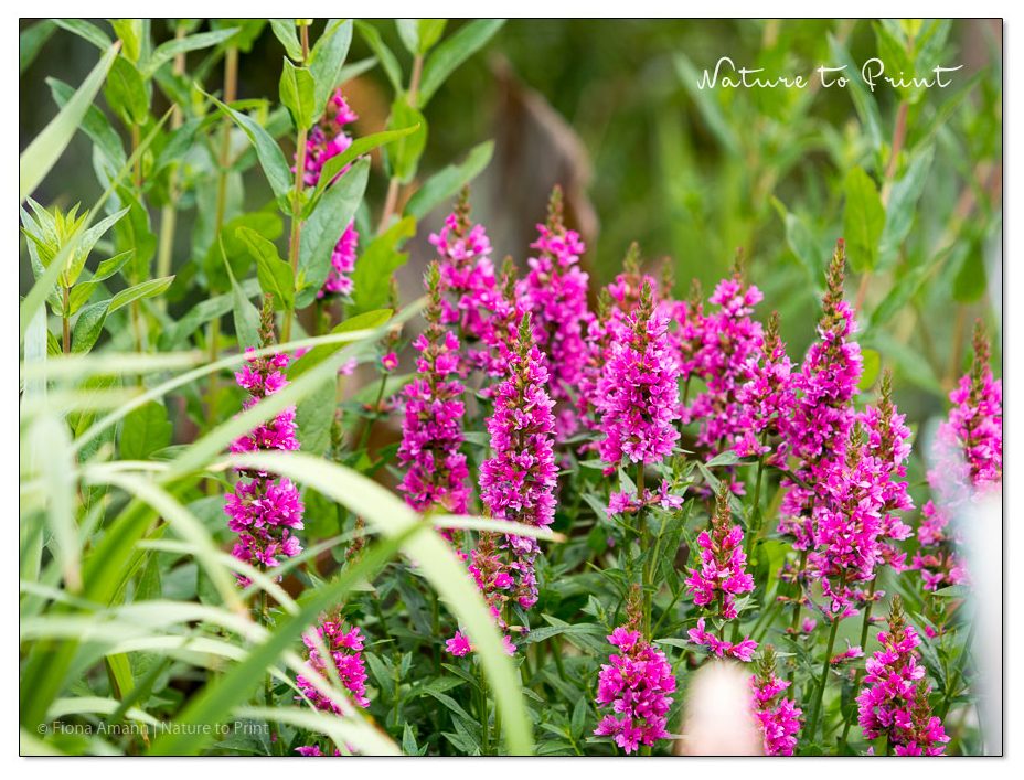 Blutweiderich. Wilde Prachtstaude und Insektenmagnet