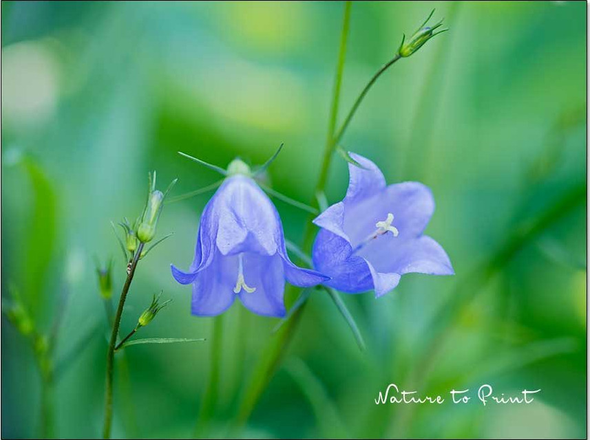 Gärtnern im Mai: Zarte Glockenblume im Garten von Nature to Print Zarte Glockenblume im Garten von Nature to Print