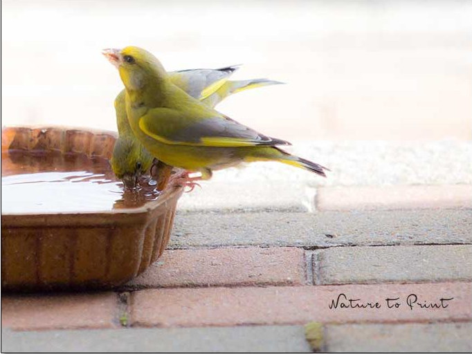 Grünfinken an der Vogeltränke Grünfinken an der Vogeltränke