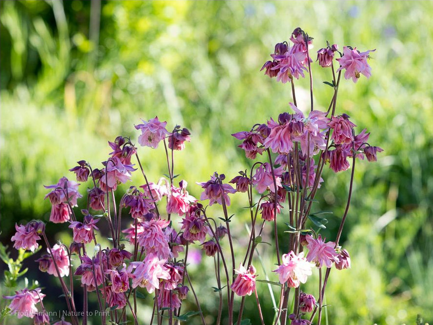 Schneiden Sie Akeleien nach der Blüte bodentief ab. Schneiden Sie Akeleien nach der Blüte bodentief ab.