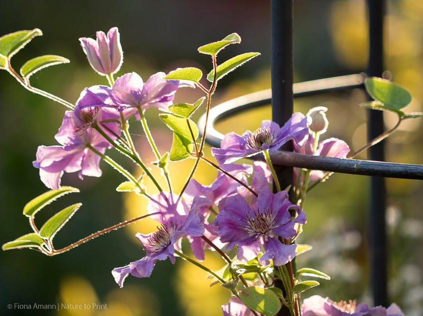 Öfterblühende Clematis blüht im Herbst ein 2. Mal, wenn sie nach der Blüte geschnitten wird