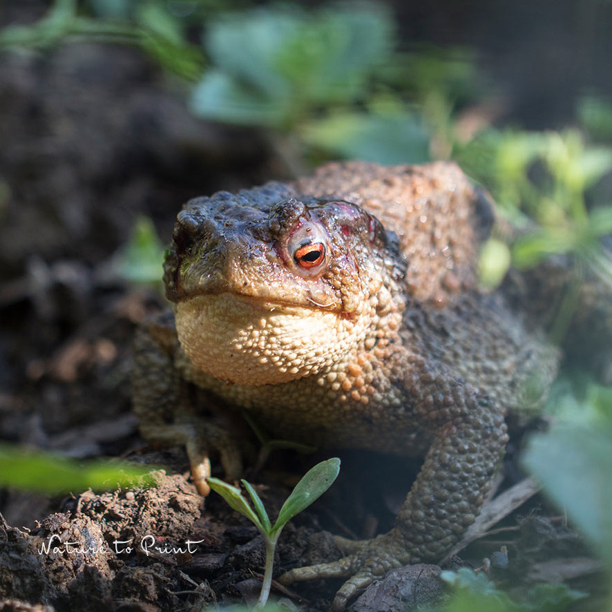 Nicht erschrecken. Kröten sind nützliche, harmlose Tiere, die u. a. Schnecken und ihre Gelege fressen. Nicht erschrecken. Kröten sind nützliche, harmlose Tiere, die u. a. Schnecken und ihre Gelege fressen.