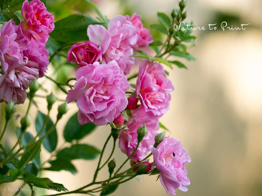 Der kleine Climber 'Rosendorf Steinfurth' ist ein bisschen anfällig für Mehltau, erholt sich aber rasch nach einer Behandlung mit Milch/Wasser. Der kleine Climber 'Rosendorf Steinfurth' ist ein bisschen anfällig für Mehltau, erholt sich aber rasch nach einer Behandlung mit Milch/Wasser.