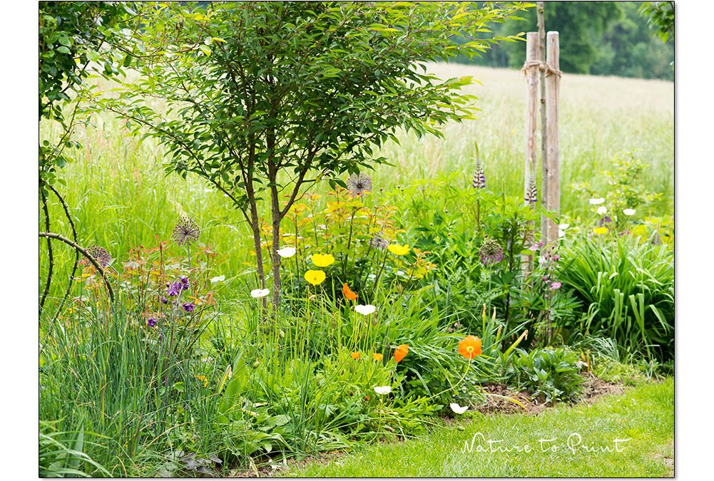 18 Gartentipps Juni im Blumengarten
