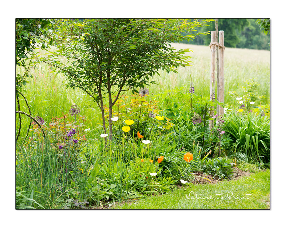 18 Gartentipps Juni: Schneiden, pflegen, jäten, düngen und stützen im Blumengarten.