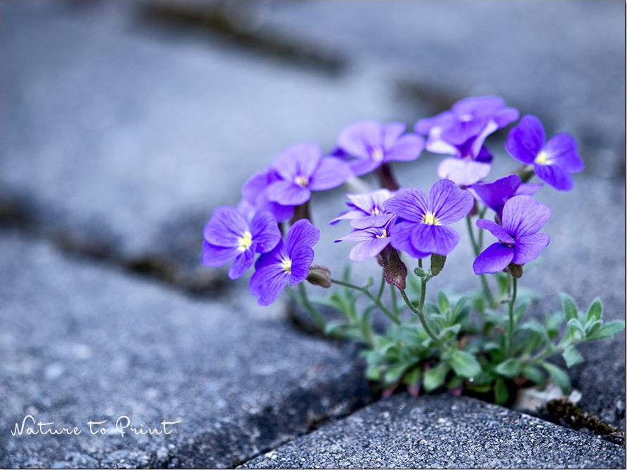 Blaukissen mag es karg und blüht in der Pflasterfuge von ganz alleine