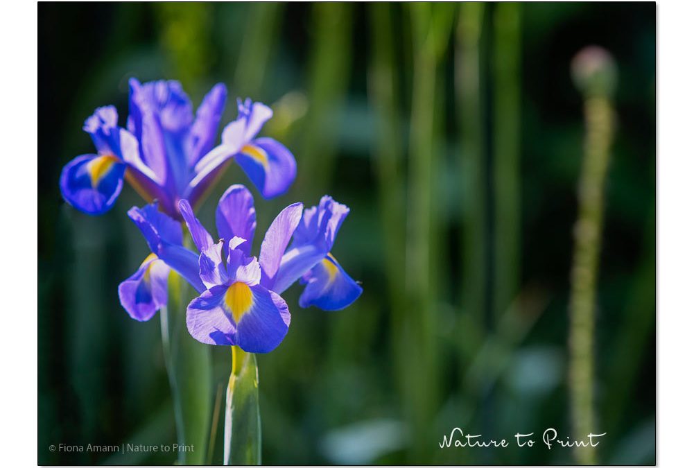 Iris hollandica, Holland-Iris oder Holländische Iris im Garten von Nature to Print