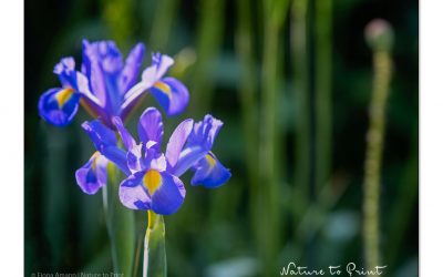 Iris hollandica, die bezaubernde Holland-Iris blüht überall