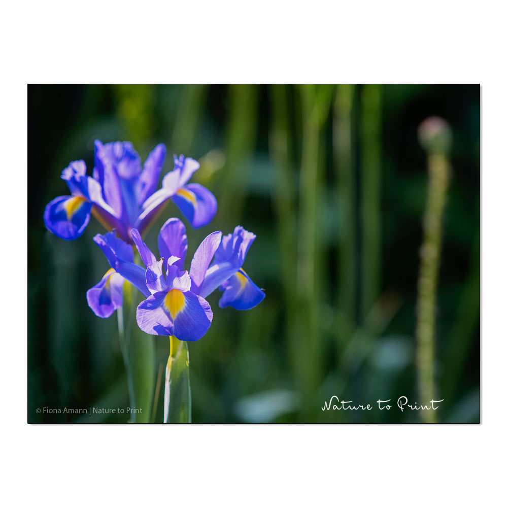 Iris hollandica, Holland-Iris oder Holländische Iris im Garten von Nature to Print