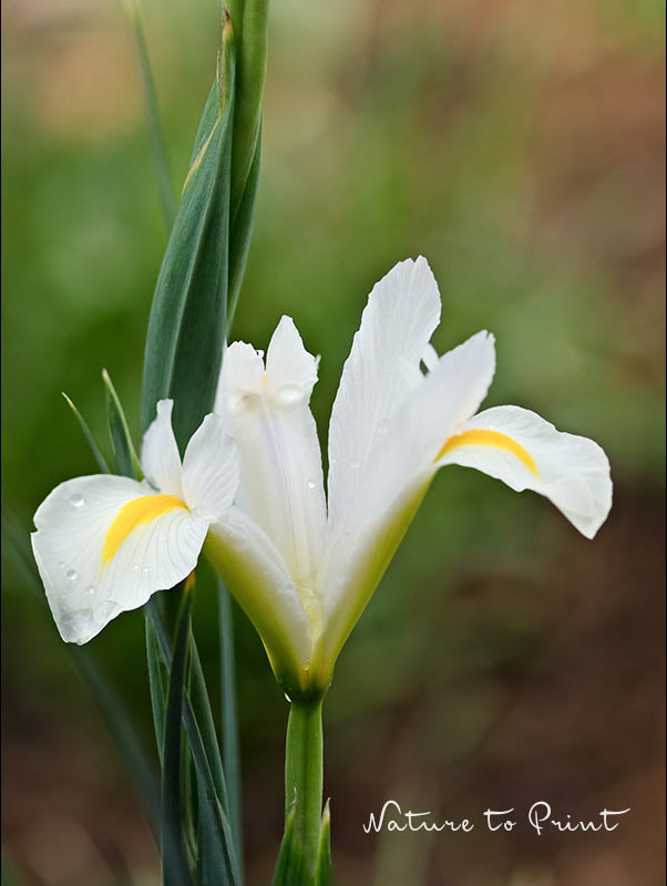Iris hollandica, eine aristokratische Blüte im edlen Weiß.