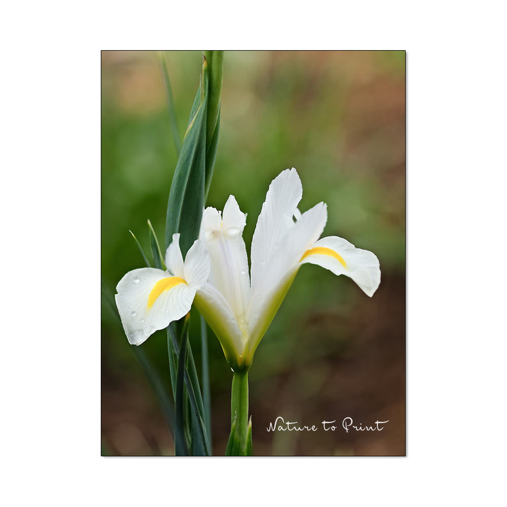 Weiße Holland-Iris im Garten von Nature to Print