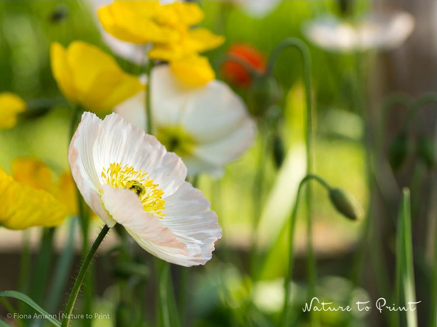 Islandmohn nach der Blüte schneiden und pflegen