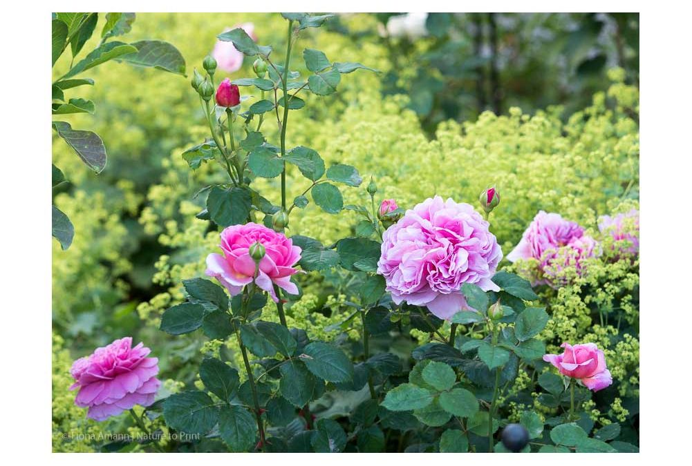 Rosen unterpflanzen: Frauenmantel an Princess Alexandra of Kent