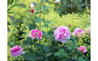 Rosen unterpflanzen: 15 dankbare Stauden und 2 Sommerblumen