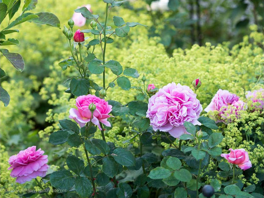 Rosen unterpflanzen: 18 perfekte Rosenkavaliere