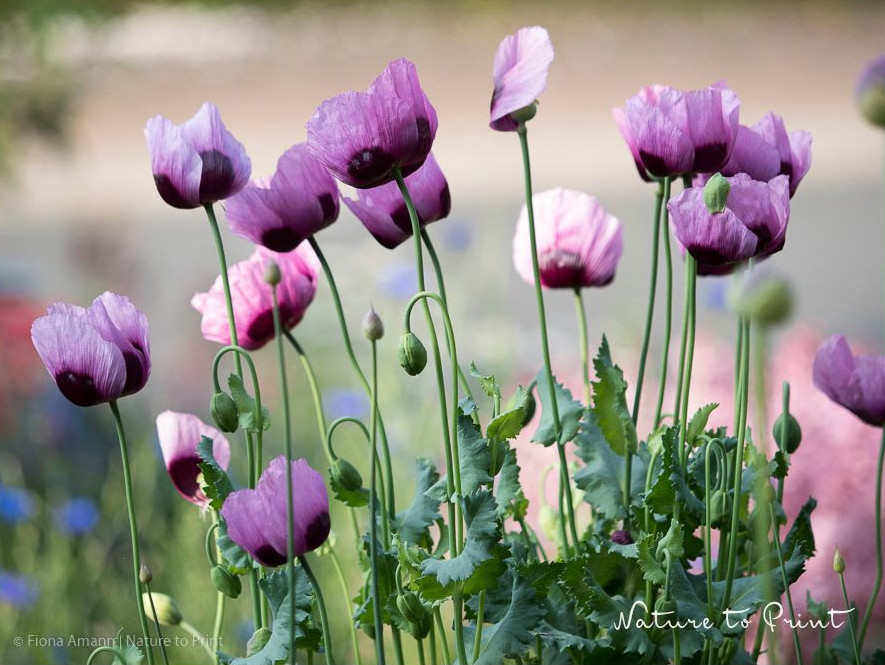 Wilder Schlafmohn, darf nicht sein, blüht aber trotzdem