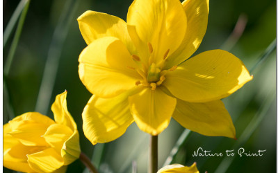 Weinbergstulpe Sylvestris. Wilde Tulpe und Rarität