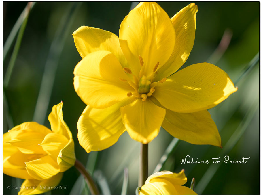 Weinbergstulpe Sylvestris. Wilde Tulpe und Rarität