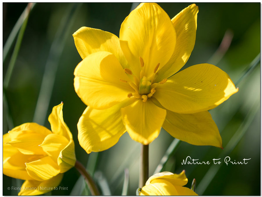 Weinbergstulpe Sylvestris Wilde Tulpe mit Duft