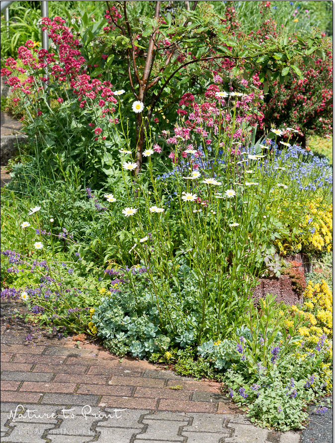 Mutter Natur hat den Vorgarten erweitert und mir diesen hübschen Wildwuchs geschenkt. Robuste Mauerblumen zwischen Straße, Pflaster und Kies. Mutter Natur schenkt hübschen Wildwuchs