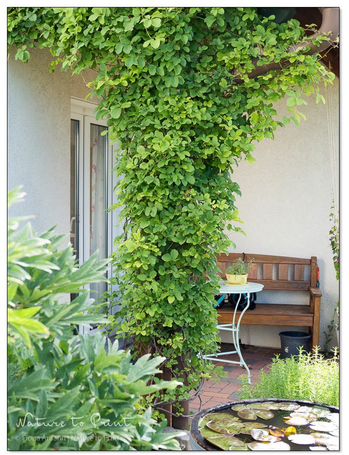 Kletterpflanze Akebie verzaubert meine kleine Küchenterrasse in eine grüne Laube - mit Blick auf den Mini-Wassergarten Kletterpflanze Akebie verzaubert eine kleine Küchenterrasse in eine grüne Laube