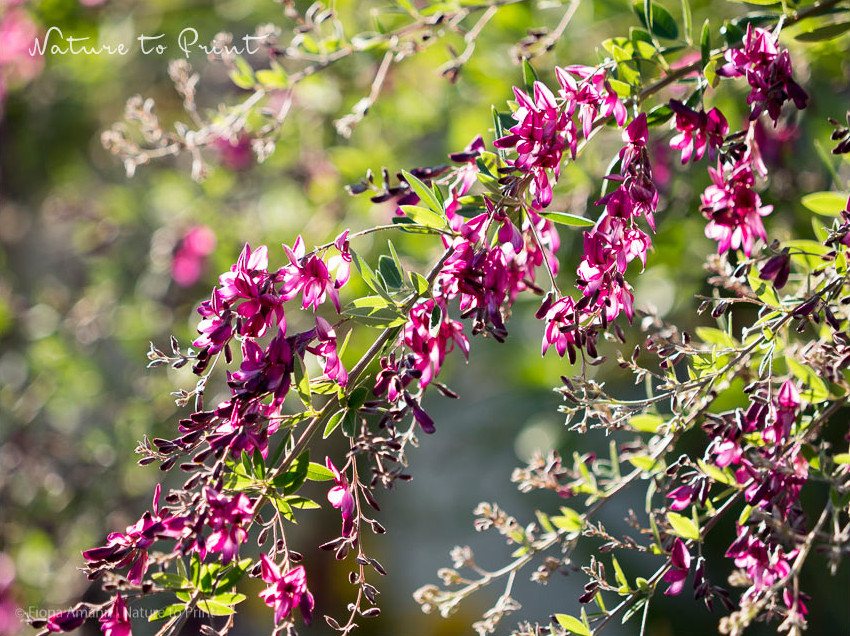 Lespedeza trägt romantische, filigrane Blütenwolken in Rosa und Purpur 
