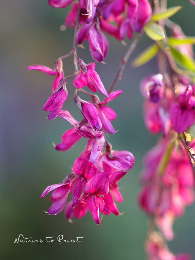 Lespedeza thunbergii ist ein hübscher, 1,5-2 m hoher / breiter Halbstrauch mit bogig überhängenden Zweigen. Eine Bieneweide mit rosa Blüten. 